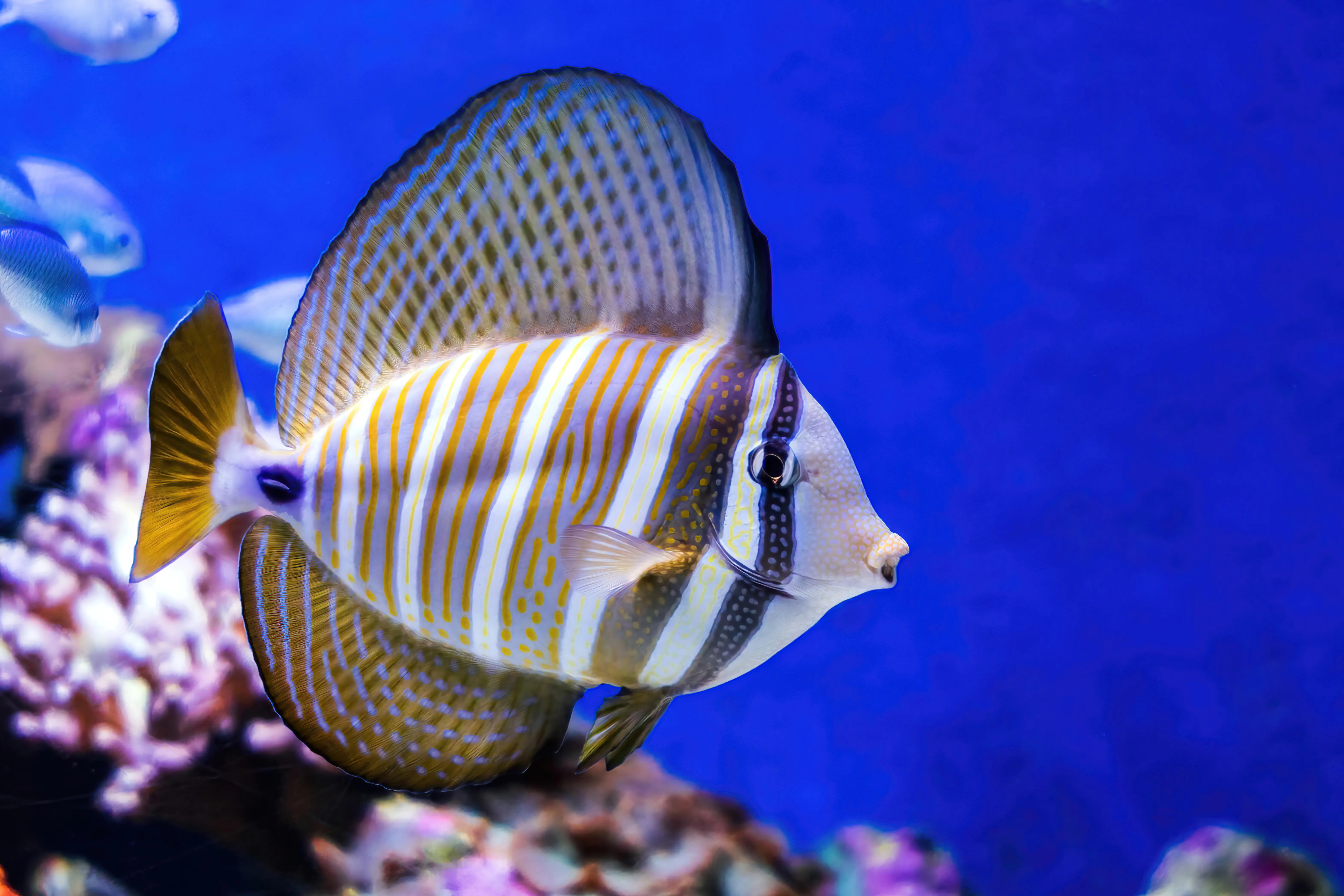 Sailfin Tang